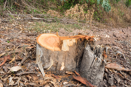 Eucalyptus stump field (istockphoto)