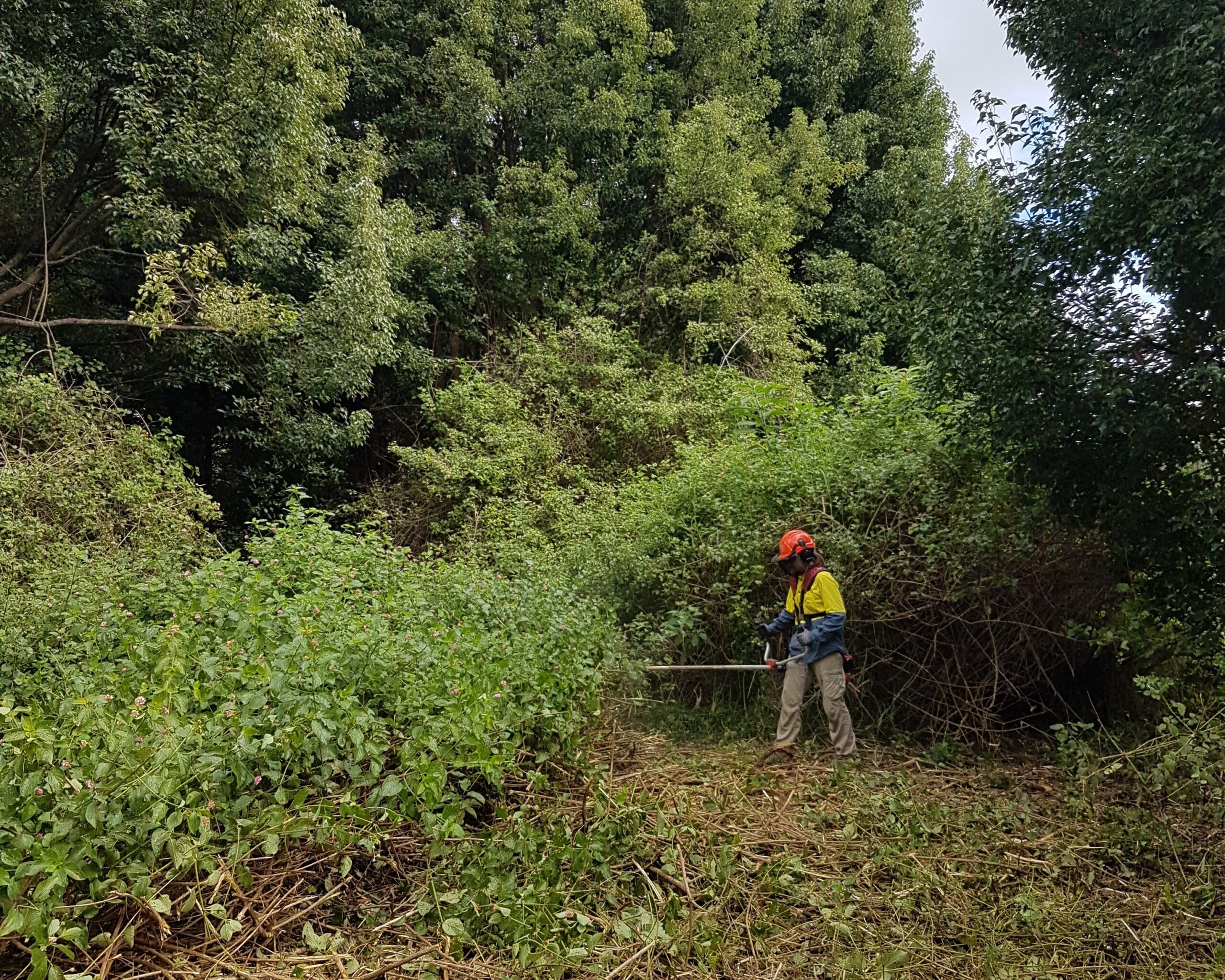 lantana removal