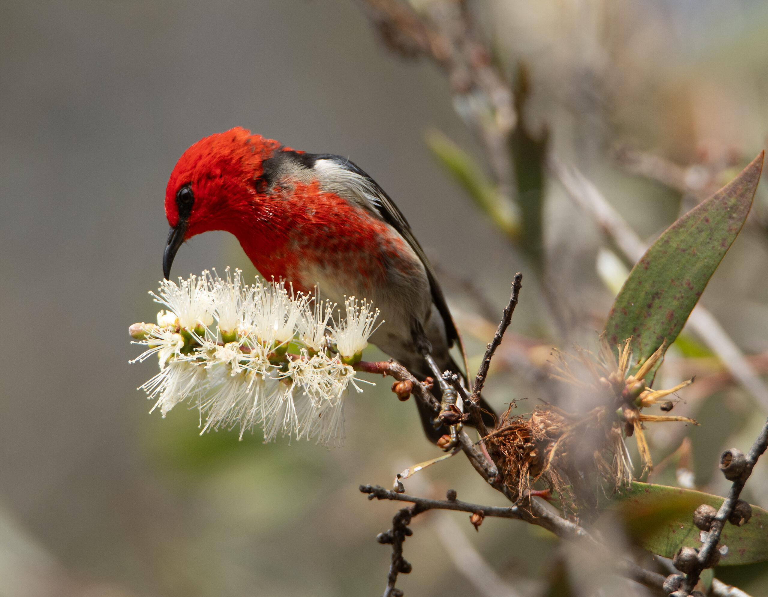 scarlet honeyeater on callistamon