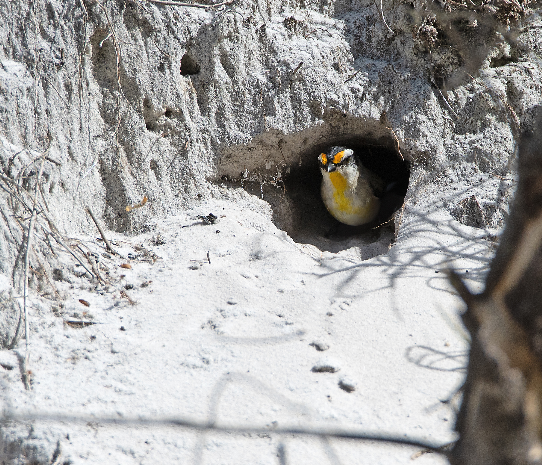 striated pardalote at nest